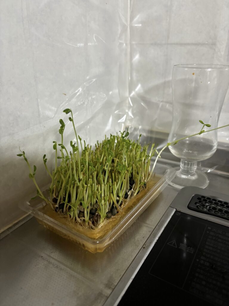 1月6日の豆苗